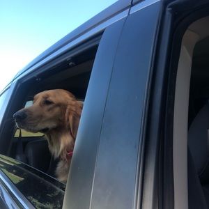 Meet your Posher, Dawn